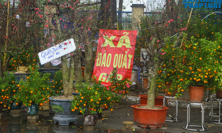 Hà Nội: Tiểu thương buôn đào, quất đội mưa bán 