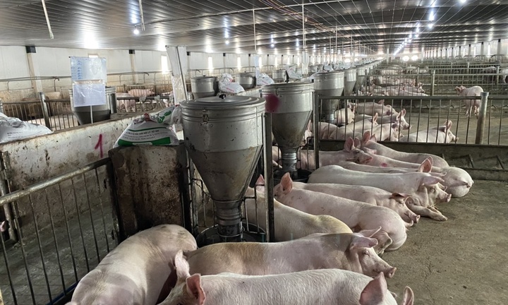 Thịt heo ăn chuối Bapi của HAGL hút khách trong ngày duy nhất mở bán