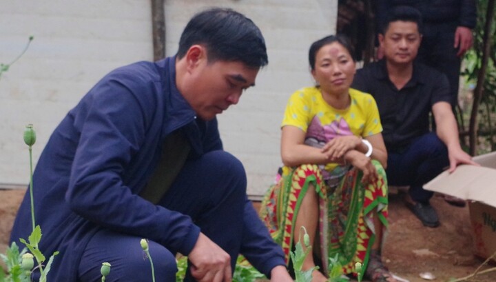 Lai Châu: Khởi tố người phụ nữ trồng gần 600 cây thuốc phiện trong vườn nhà