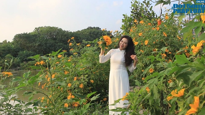 Trải nghiệm vườn hoa dã quỳ vàng rực giữa lòng Thủ đô
