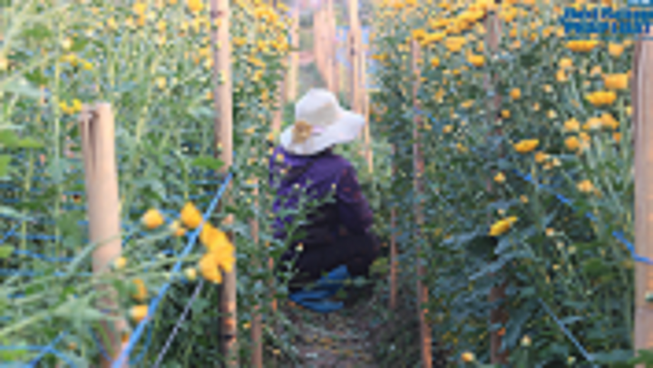 Làng hoa Tây Tựu: Đắt hàng, tấp nập bán mua trước ngày Tết Dương lịch