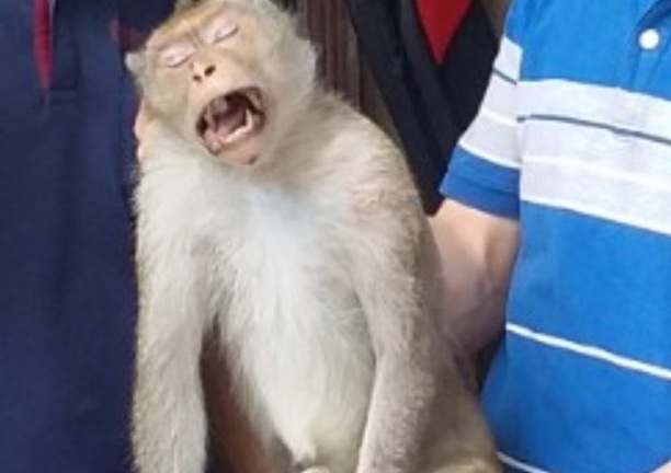 Vụ khỉ cắn người ở TP.HCM: Khỉ bị cụt bàn chân phải, răng nanh dài