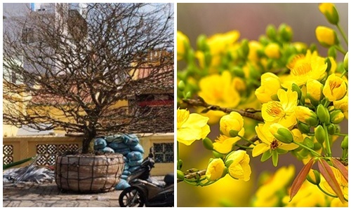Cây mai vàng hơn 50 tuổi được đại gia chốt giá 4 tỷ đồng, đẹp cỡ nào?