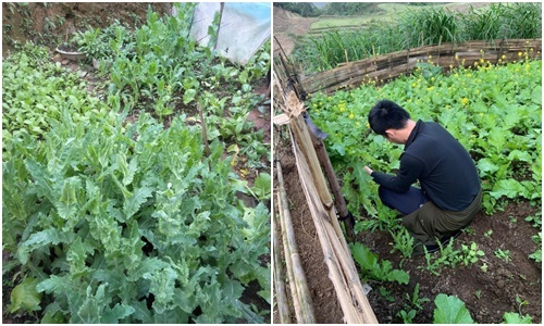 Phát hiện hàng trăm cây thuốc phiện được