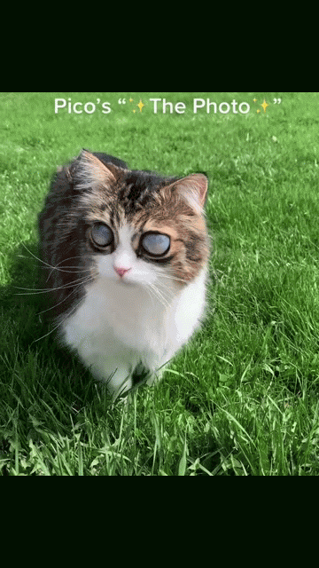 Chú mèo nổi tiếng trên mạng vì có đôi mắt 