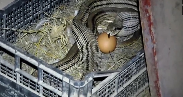 Video: Giật mình phát hiện rắn độc chiếm trứng gà trong ổ