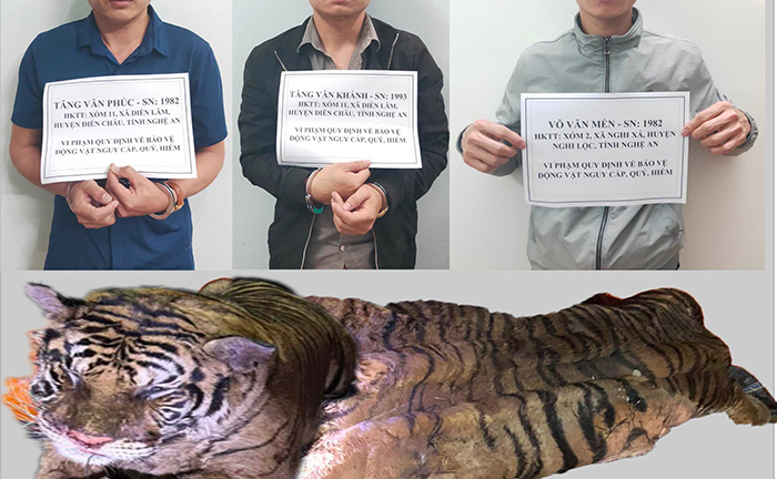 Vận chuyển hổ nặng 2 tạ từ Nghệ An lên Lai Châu bằng chiêu 