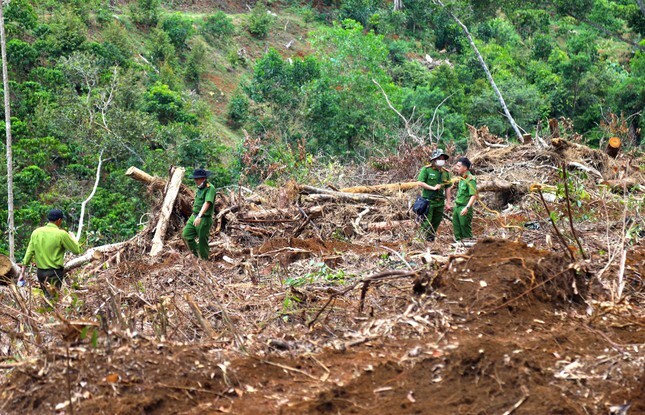 Vụ 19.000m² rừng bị triệt hạ ở Lâm Đồng: Đình chỉ công tác một Chủ tịch xã