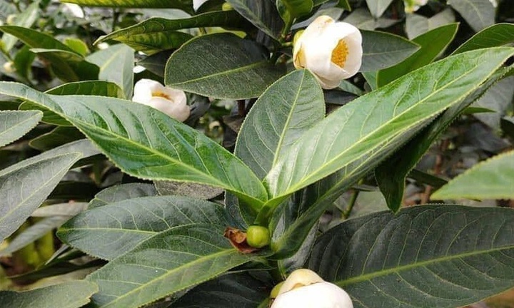 Bạch hải đường rớt giá thảm sau nhiều ngày 