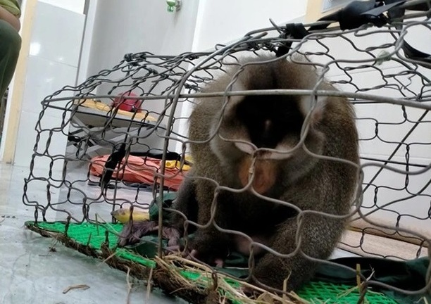 Tin thời sự mới nóng nhất 2/7: Đã bắt được khỉ quý hiếm vào khu dân cư dọa trẻ em