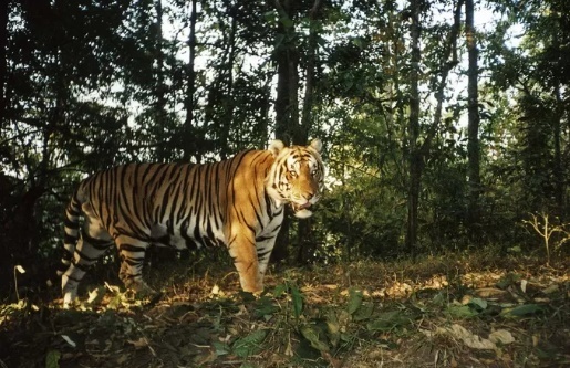 Tin thời sự mới nóng nhất 11/8: Xác minh hổ tự nhiên xuất hiện ở vườn quốc gia Phong Nha - Kẻ Bàng