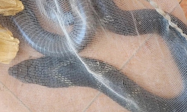 Người đàn ông kể lại giây phút đối mặt rắn hổ mang chúa dài hơn 3m trong vườn nhà