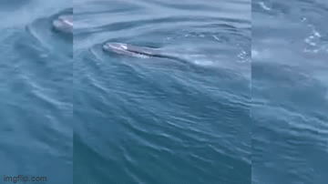 Cá voi dài gần 10m xuất hiện ở vùng biển Thanh Hóa, ngư dân vô cùng phấn khích 