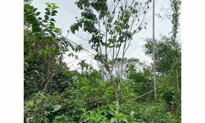 Cây sào hái cau va vào đường dây điện cao thế, người đàn ông tử vong thương tâm