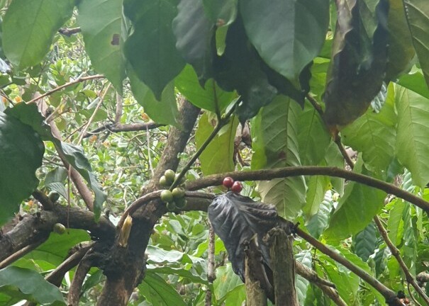 Tin thời sự mới nóng nhất 19/11: Vợ chồng và cháu 2 tuổi bị sét đánh trúng