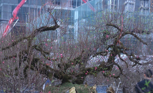 Tin thời sự mới nóng nhất 11/1: Choáng ngợp trước cây đào Nhật Tân thế rồng bay 50 tuổi 