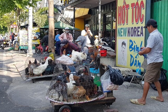 Nguy cơ cúm gia cầm H5N1 từ Campuchia xâm nhập các tỉnh phía Nam