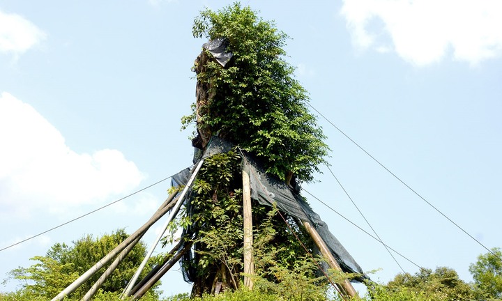 Sự hồi sinh kỳ diệu của cây đa 200 tuổi nặng 120 tấn sau hơn một năm bị đổ
