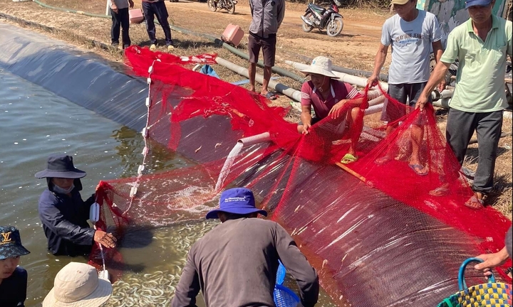 Bắt kẻ ném 3 chai thuốc sâu xuống hồ nuôi tôm để trả thù riêng 