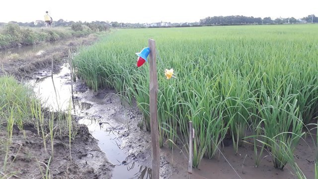 Nam thanh niên vướng vào dây điện bẫy chuột ở cánh đồng, bị giật tử vong 