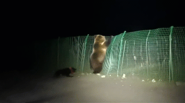 Video: Gấu bị đàn chó tấn công, vội vã thoát thân qua hàng rào