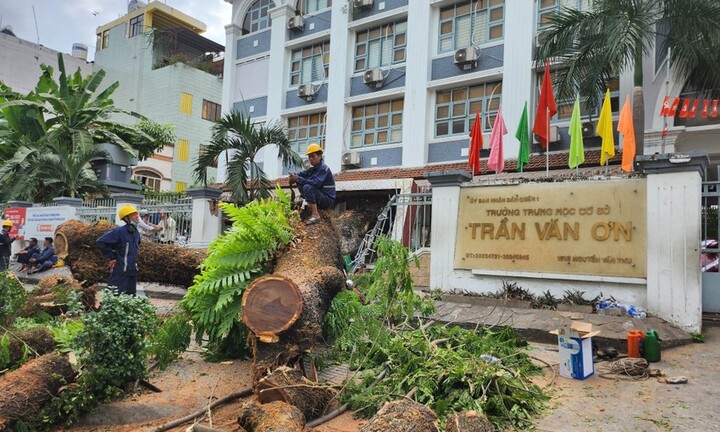 Vụ cây xanh bật gốc trong trường học ở TP.HCM: Sức khỏe của 6 người bị thương