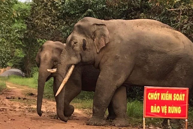 Tin thời sự mới nóng nhất 9/4: Voi rừng tấn công, một người dân bị thương nặng