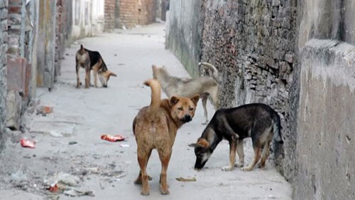 TP.HCM chỉ đạo liên quan bệnh dại và xử lý chó thả rông  