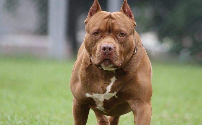 Bộ Nông nghiệp lên tiếng về đề xuất cấm nuôi chó dữ pitbull