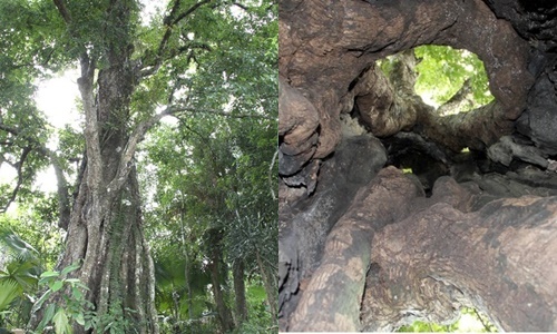 Tin thời sự mới nóng nhất 31/5: Cây thị 