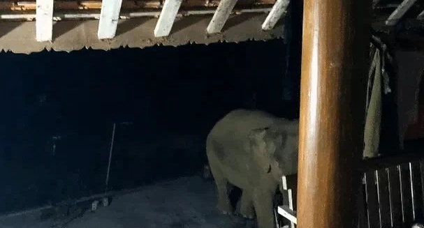 Tin thời sự mới nóng nhất 12/6: Voi rừng ngang nhiên vào nhà dân tìm thức ăn, phá tài sản