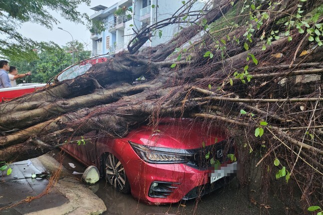 TP.HCM: Hiện trường vụ cây si cao hơn 20m bật gốc, đè bẹp ô tô 
