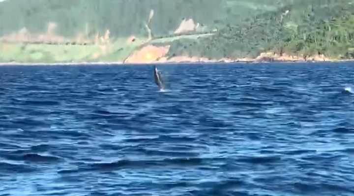 Tin thời sự mới nóng nhất 23/6: Đàn cá heo bơi lội, 