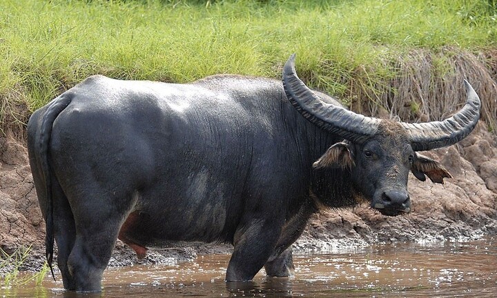 Tin thời sự nóng mới nhất ngày 17/8: Bị trâu hất xuống ao, bé trai 7 tuổi đuối nước thương tâm