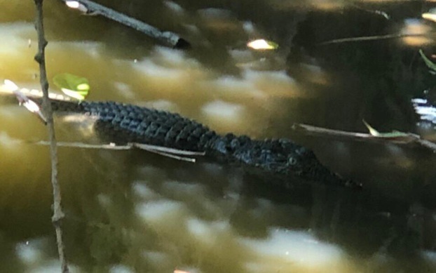 Vây bắt cá sấu dài 2m dưới kênh ở Bạc Liêu