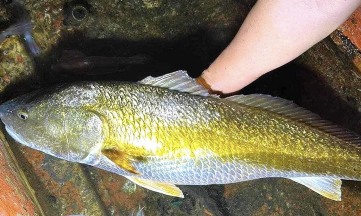 Tin thời sự nóng mới nhất ngày 4/9: Ngư dân Nghệ An bắt được cá nghi sủ vàng nặng 6kg