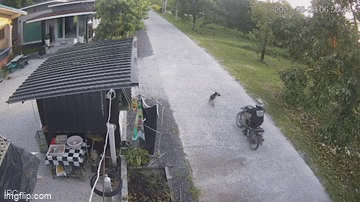 Video: Chú chó đột ngột lao ra đường, người đàn ông 