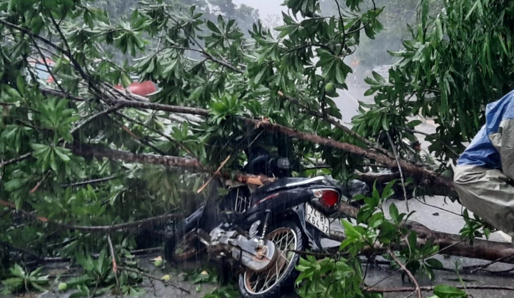 Mưa lớn ở Quảng Trị, cây bật gốc đè trúng người đi xe máy 