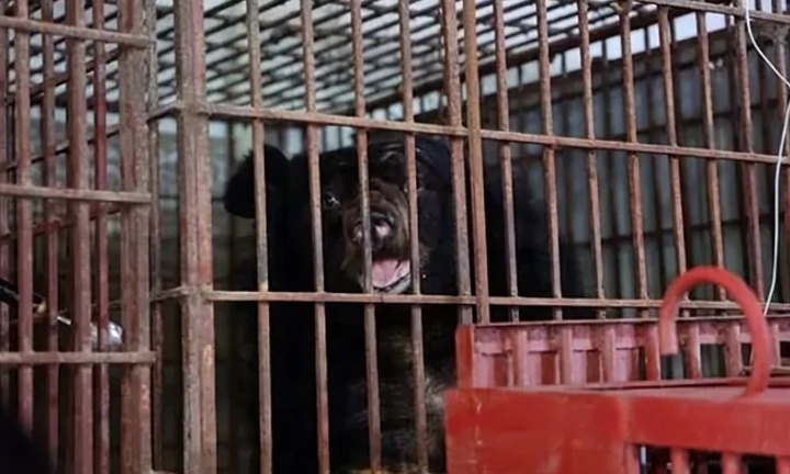 Tin thời sự nóng mới nhất ngày 3/10: Trung tâm cứu hộ ở vườn quốc gia Bạch Mã lần đầu tiếp nhận 2 con gấu