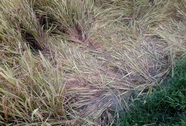 Nghệ An: Đi gặt lúa về, một phụ nữ bị sét đánh tử vong