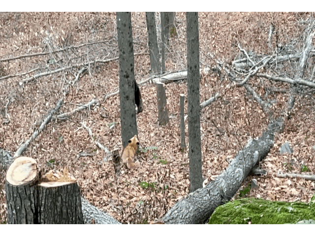 Video: Dành cả buổi truy đuổi, cáo già bất lực phải bỏ cuộc trước rái cá tinh ranh