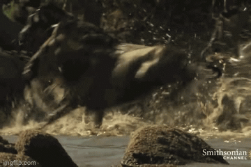 Video: Kết thành đoàn, linh dương đầu bò vẫn bị cá sấu ra đòn chớp nhoáng, hạ gục trong nháy mắt