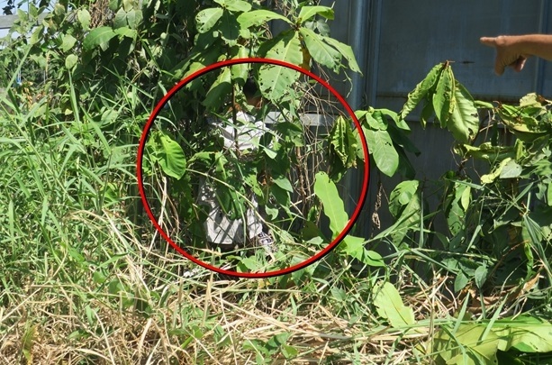 Phát hiện nam thanh niên tử vong trong trạng thái treo cổ tại bụi rậm ngày mùng 3 Tết