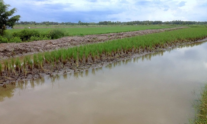 Cà Mau: Tát nước vuông tôm, phát hiện thi thể người đàn ông