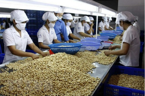 100 container hạt điều bị mất kiểm soát khi xuất khẩu sang Italia  được trả lại cho doanh nghiệp Việt
