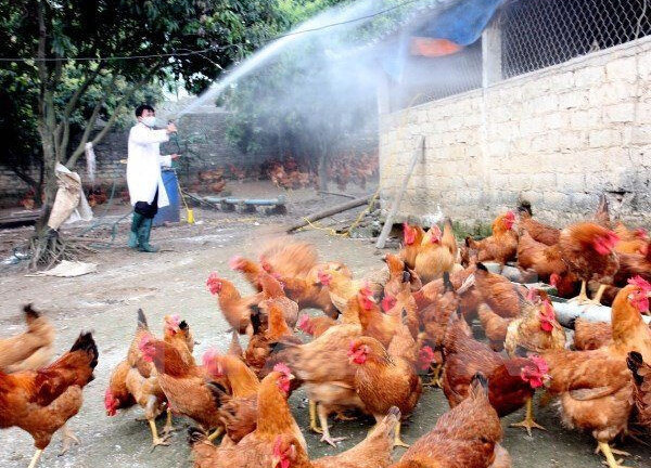 Hà Nội: Nâng cao công tác phòng, chống cúm gia cầm lây sang người