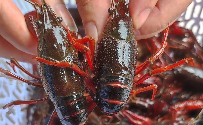 Bị cấm buôn bán ở Việt Nam, tôm hùm đất vẫn tràn ngập “chợ mạng