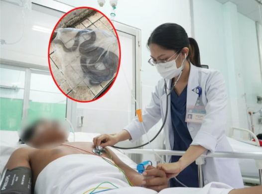 Lên núi bắt ong về bán lấy tiền mua sữa cho con, người đàn ông bị rắn hổ chúa cắn