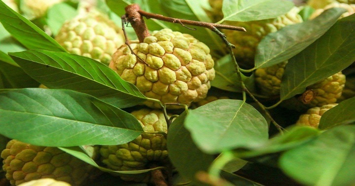 Quả na Chi Lăng và nét đẹp truyền thống văn hoá dân tộc