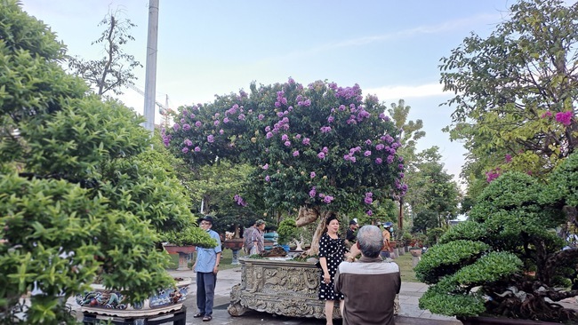 Cận cảnh cây duối ở Quy Nhơn được trả 15 tỷ vẫn không bán, chờ người 